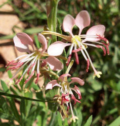 PR Bilateral Gaura